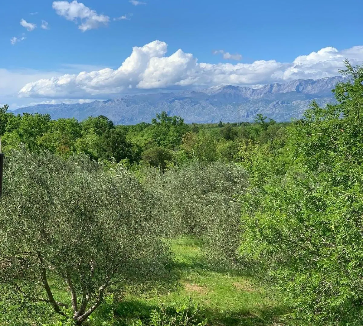 Apartment Cherry Pridraga Croatia